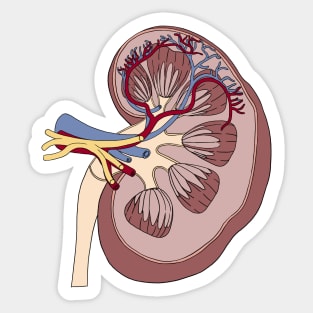 Kidney anatomy Sticker